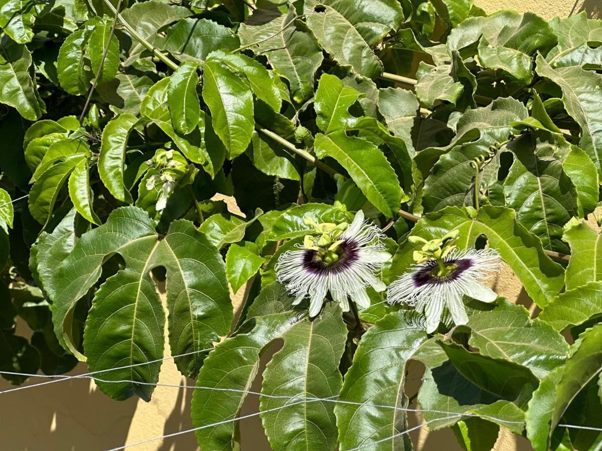 B&B Mi Ma Bo, Sal Rei, Boa Vista, Cape Verde, Free Wi-Fi Екстер'єр фото