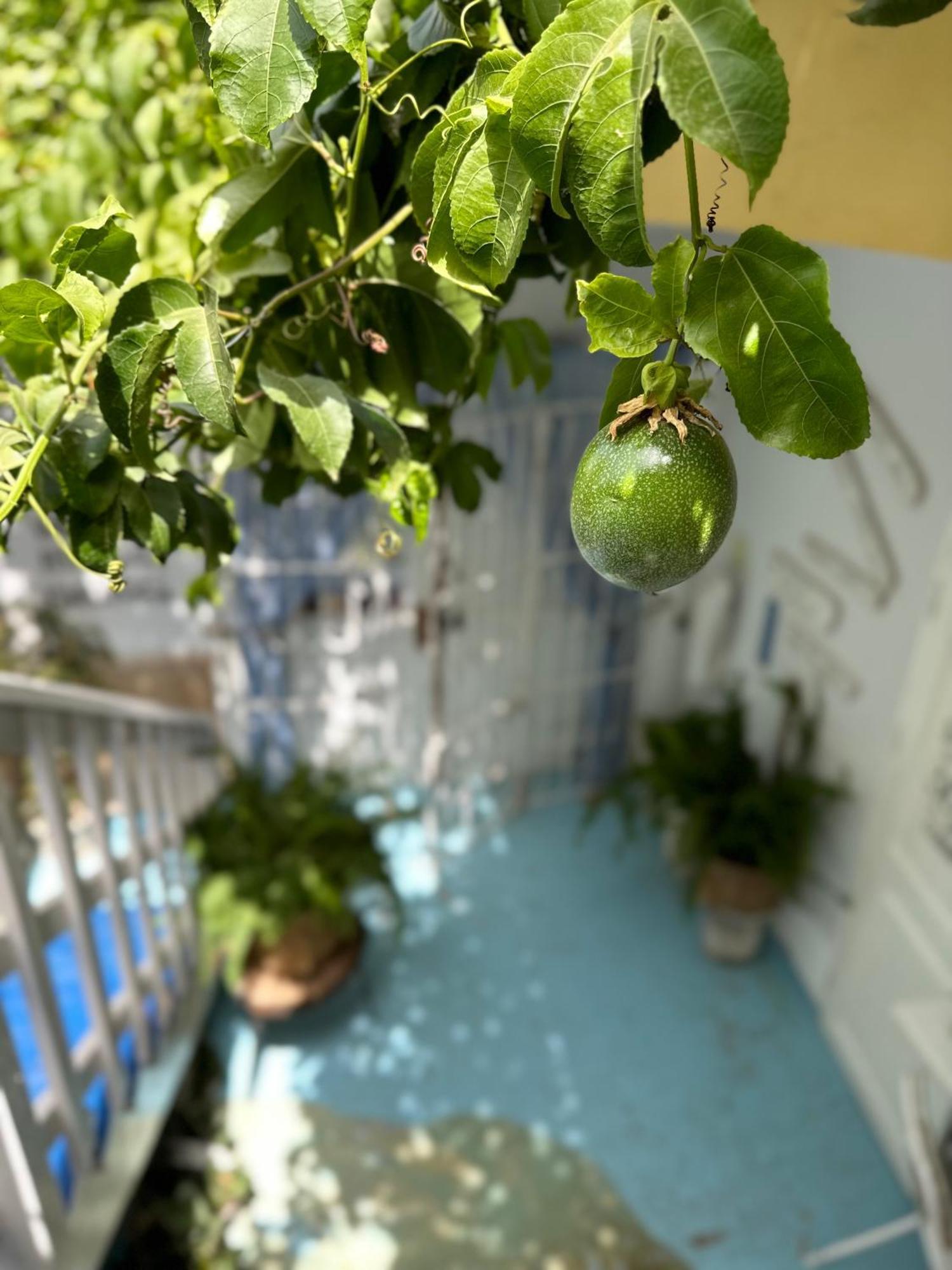 B&B Mi Ma Bo, Sal Rei, Boa Vista, Cape Verde, Free Wi-Fi Екстер'єр фото