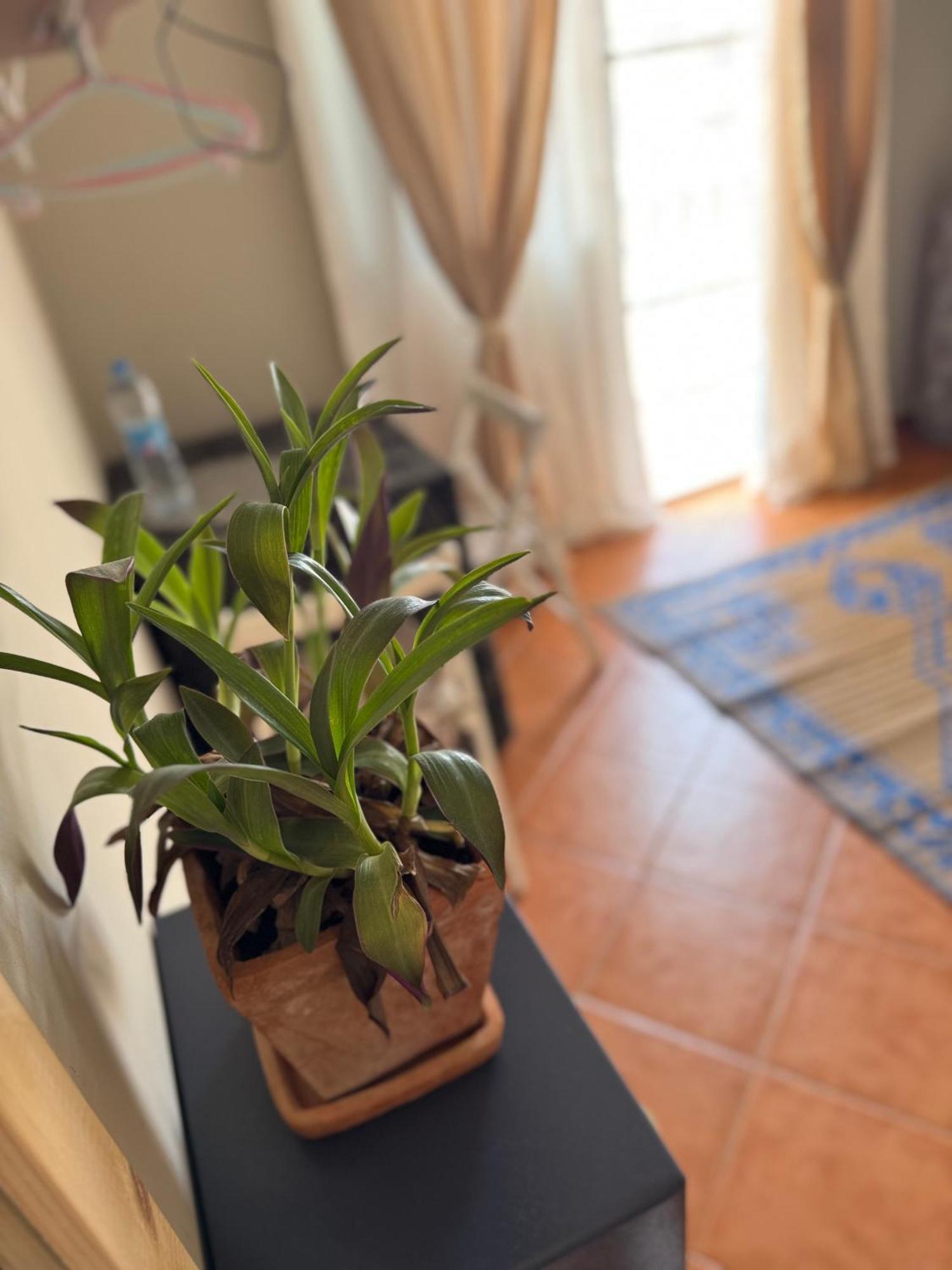 B&B Mi Ma Bo, Sal Rei, Boa Vista, Cape Verde, Free Wi-Fi Екстер'єр фото